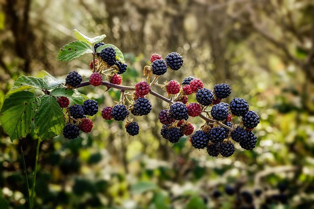 common bramble, blackberry, shrub