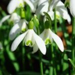 Ready for 5th April 2022? Top tax tips 6 Snowdrops blooming in April 2022 spring.