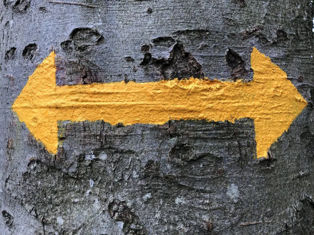 A yellow arrow painted on a tree trunk in a picturesque forest setting.