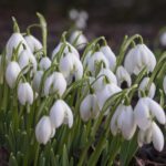 On the 5th of April 2023, witness the breathtaking sight of snowdrops blooming in the woods. Marvel at nature's delicate beauty while also indulging in some tax year-end planning
