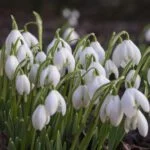 Tax year-end planning by 5th April 2023 3 On the 5th of April 2023, witness the breathtaking sight of snowdrops blooming in the woods. Marvel at nature's delicate beauty while also indulging in some tax year-end planning