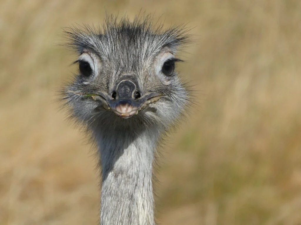 ostrich