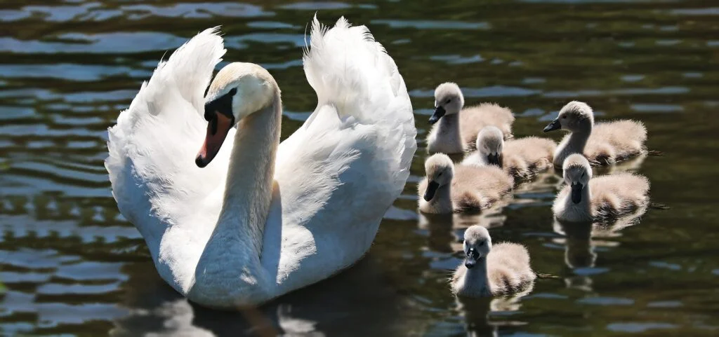 swan g103799c0c 1920
