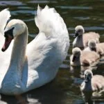 The Child Benefit Trap: the High-Income Child Benefit Charge 2 A white swan with her cygnets in the water, unaffected by the High-Income Child Benefit Charge or falling into the Child Benefit Trap.