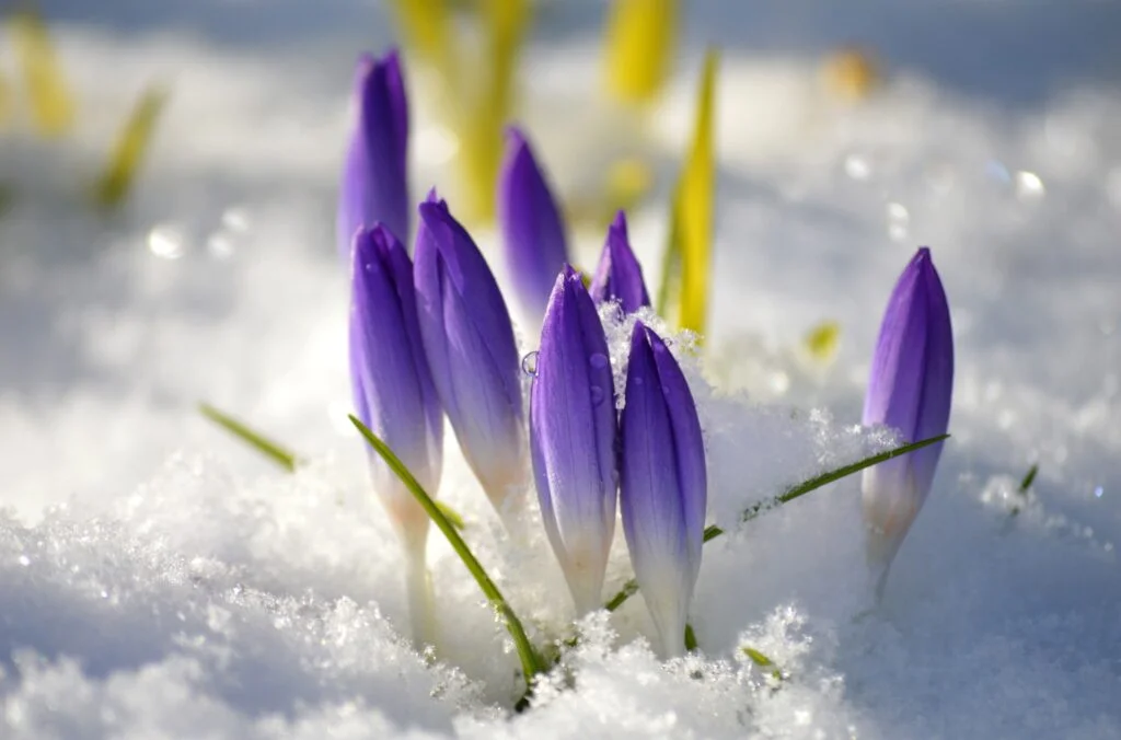 Simple Guide: Purple crocuses are growing in the snow, signaling the arrival of spring.