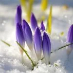 A simple guide to the Spring Budget 2023 6 Simple Guide: Purple crocuses are growing in the snow, signaling the arrival of spring.