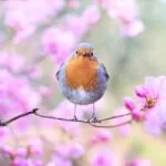 Spring Budget 2024 Summary 2 bird, robin, spring