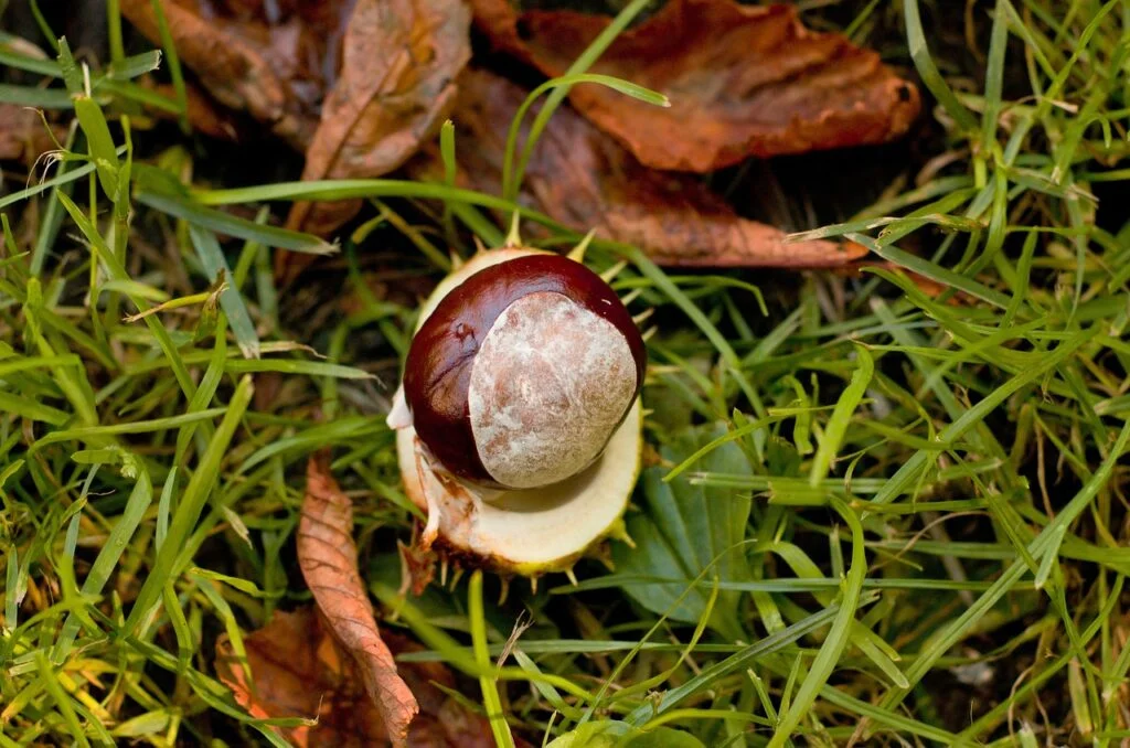 chestnut, grass, conker