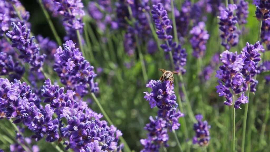 the lavender flower, nectar, bee