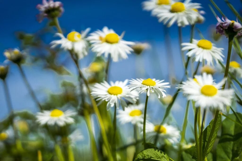 spring, field, daisy