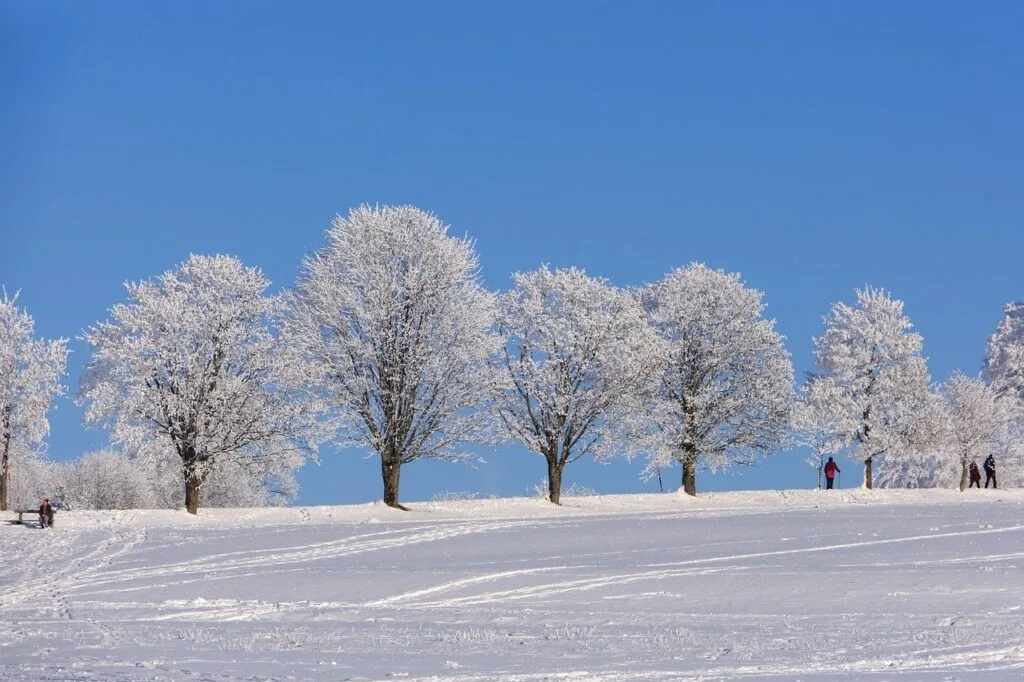 December 2024 Newsletter 1 winter, trees, snow
