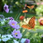 a butterfly flying over flowers