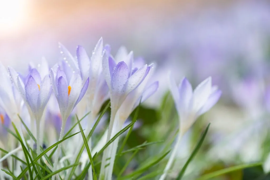 Delicate purple flowers in sunlight.