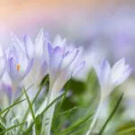 Delicate purple flowers in sunlight.