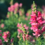 Pink snapdragon flower in garden