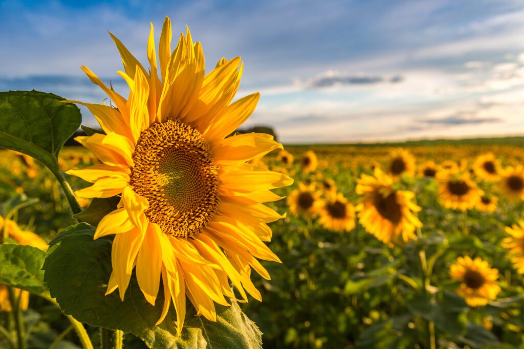 July 2026 Newsletter 1 Field of blooming sunflowers in a beautiful summer day