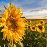July 2026 Newsletter 15 Field of blooming sunflowers in a beautiful summer day
