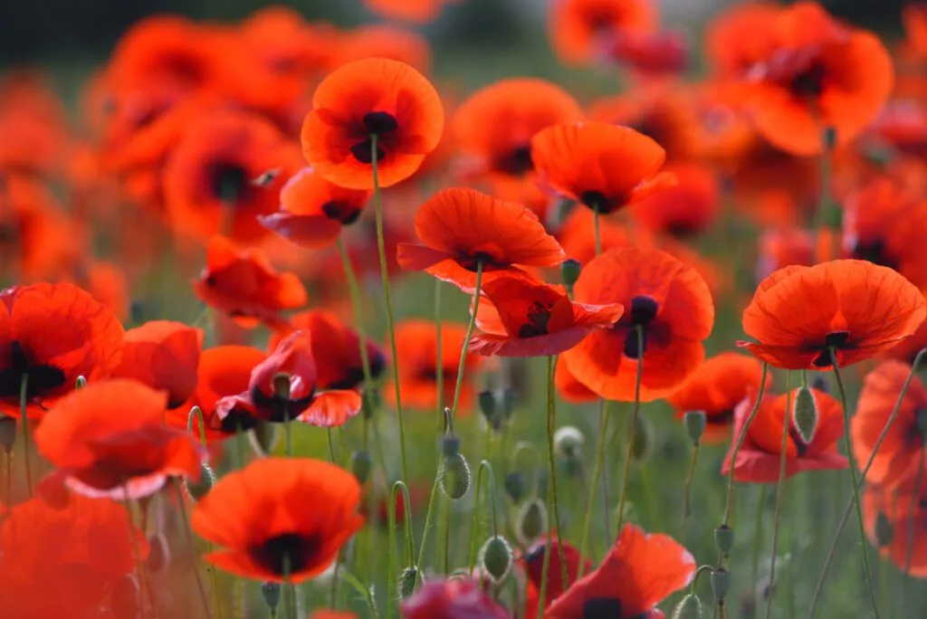 Field of blooming red poppies. Beautiful fields of red poppy.