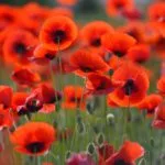 Field of blooming red poppies. Beautiful fields of red poppy.