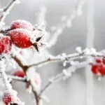 Frosted red rose hips in the garden