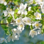 May 2026 Newsletter 14 Blooming apple tree branch with white gentle flowers at sunny spring day