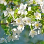 Blooming apple tree branch with white gentle flowers at sunny spring day