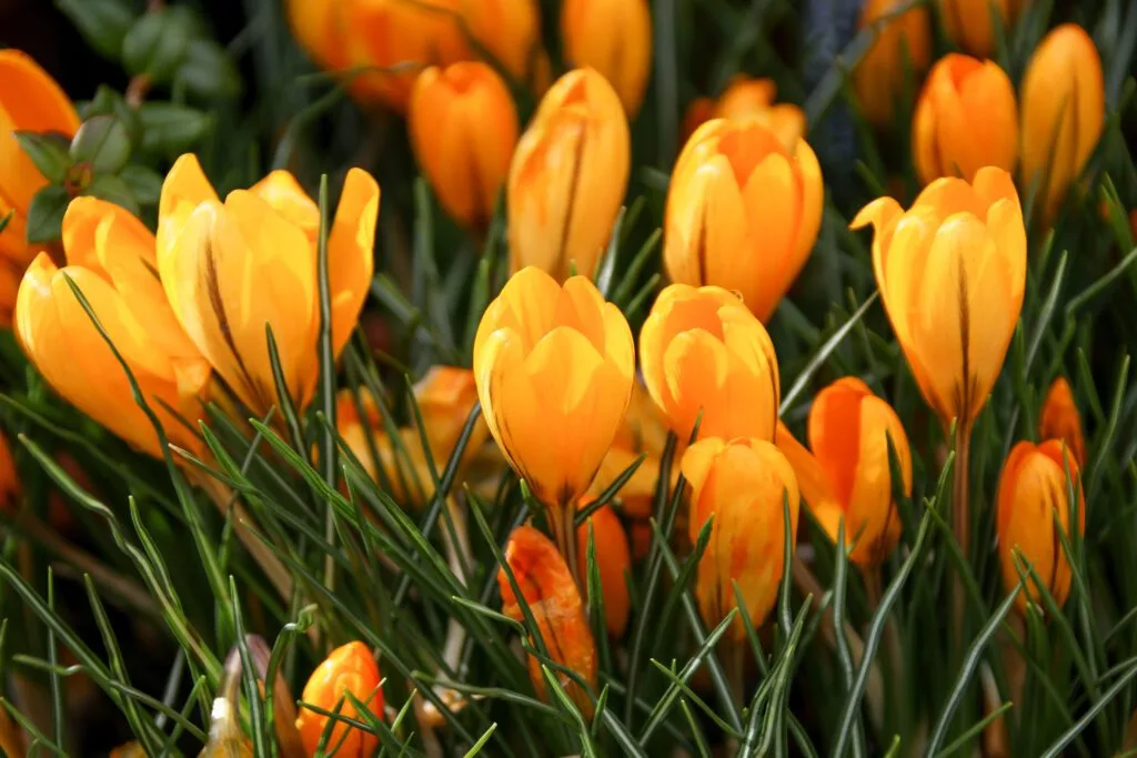 Vibrant yellow crocus flowers blooming