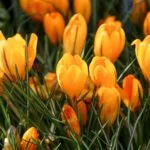 Vibrant yellow crocus flowers blooming