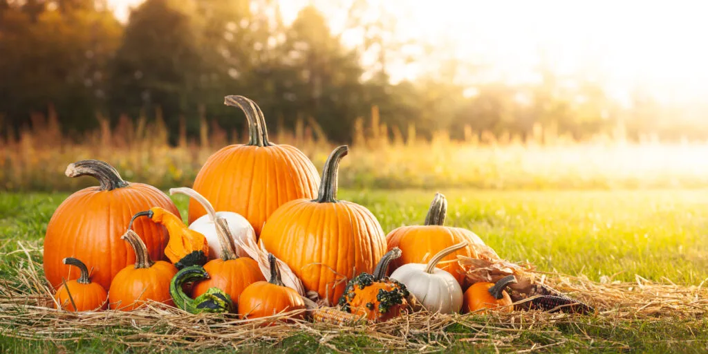 Autumn pumpkins on straw in sunlight.
