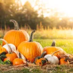 Autumn pumpkins on straw in sunlight.