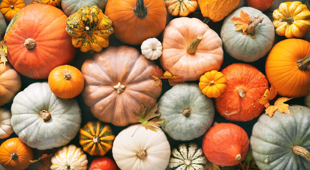 October 2026 Newsletter 1 Various fresh ripe pumpkins as background, top view. Holiday decoration