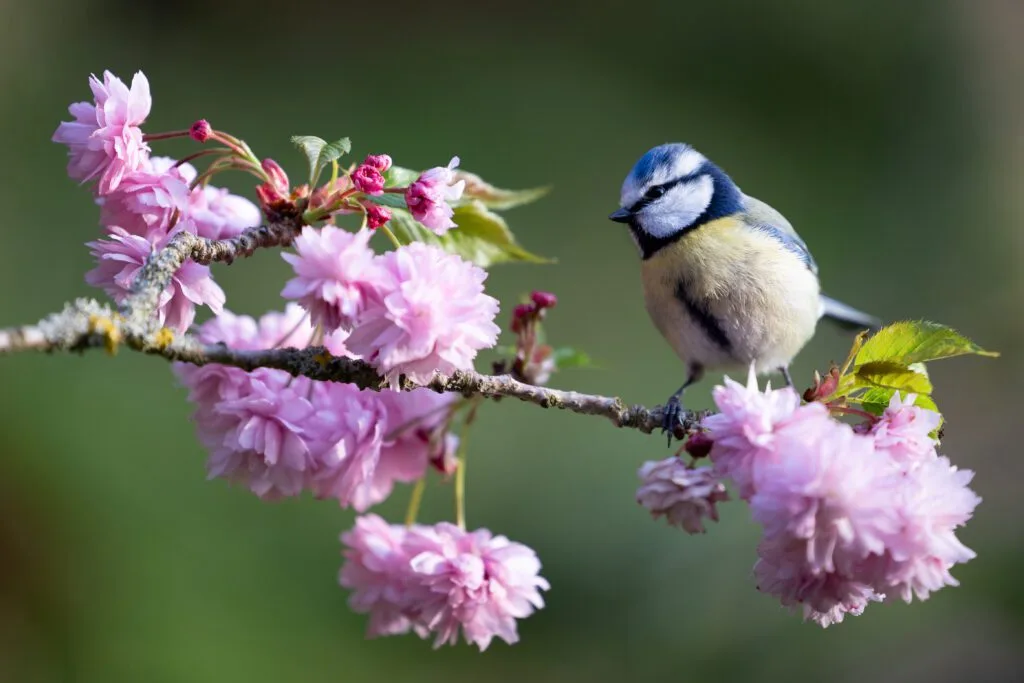 Blue Tit (Cyanistes caeruleus) perched amongst beautiful pink springtime blossom - Yorkshire, UK in April, Spring