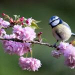 April 2026 Newsletter 13 Blue Tit (Cyanistes caeruleus) perched amongst beautiful pink springtime blossom - Yorkshire, UK in April, Spring