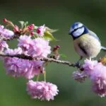 April 2026 Newsletter 15 Blue Tit (Cyanistes caeruleus) perched amongst beautiful pink springtime blossom - Yorkshire, UK in April, Spring