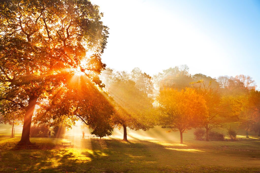 Sunset in autumn park. Autumn landscape.