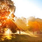 September 2026 Newsletter 8 Sunset in autumn park. Autumn landscape.