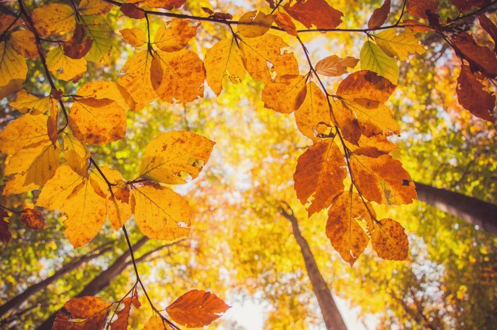 Tree branches with yellow leaves