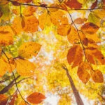 Tree branches with yellow leaves